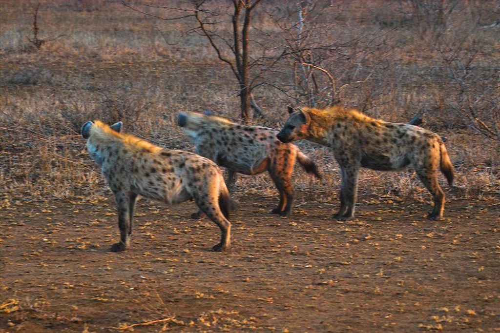 Hyena pack hunting | IMG01675 | Arno Meintjes | Flickr