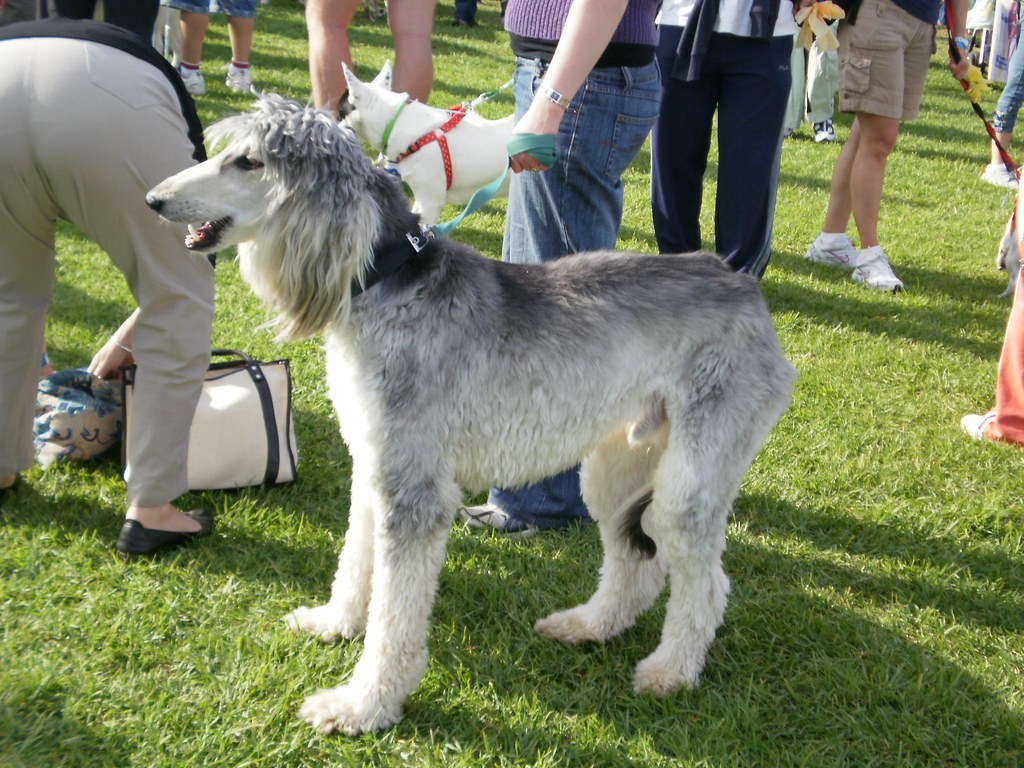 Afghan hound with a haircut | libertine101 | Flickr