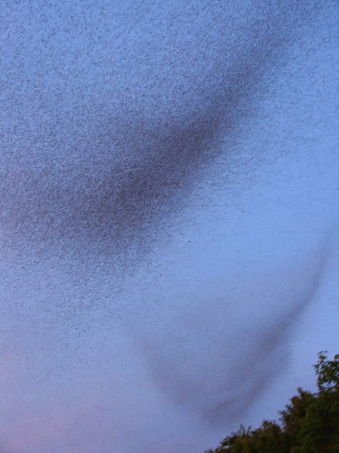 A twilight swarm of midges