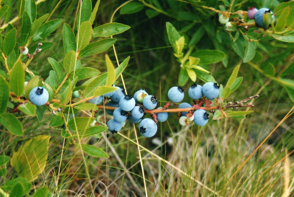 Image result for lowbush blueberry