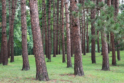 rain cloudy trees pine iofdi green brown