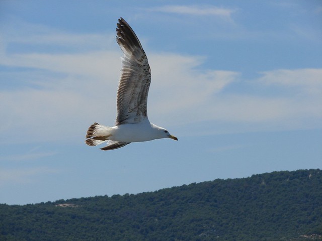 Seagull / Galeb