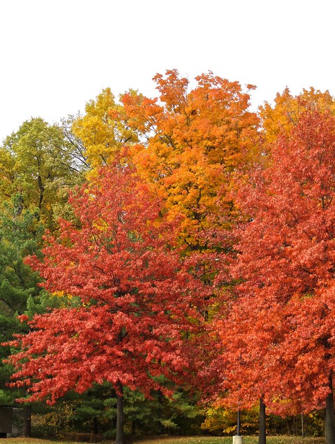 Red and Orange Maples