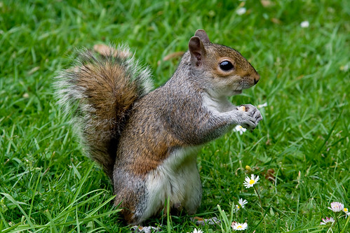 victoria_park-7483 | A very friendly squirrel in Victoria Pa… | Flickr
