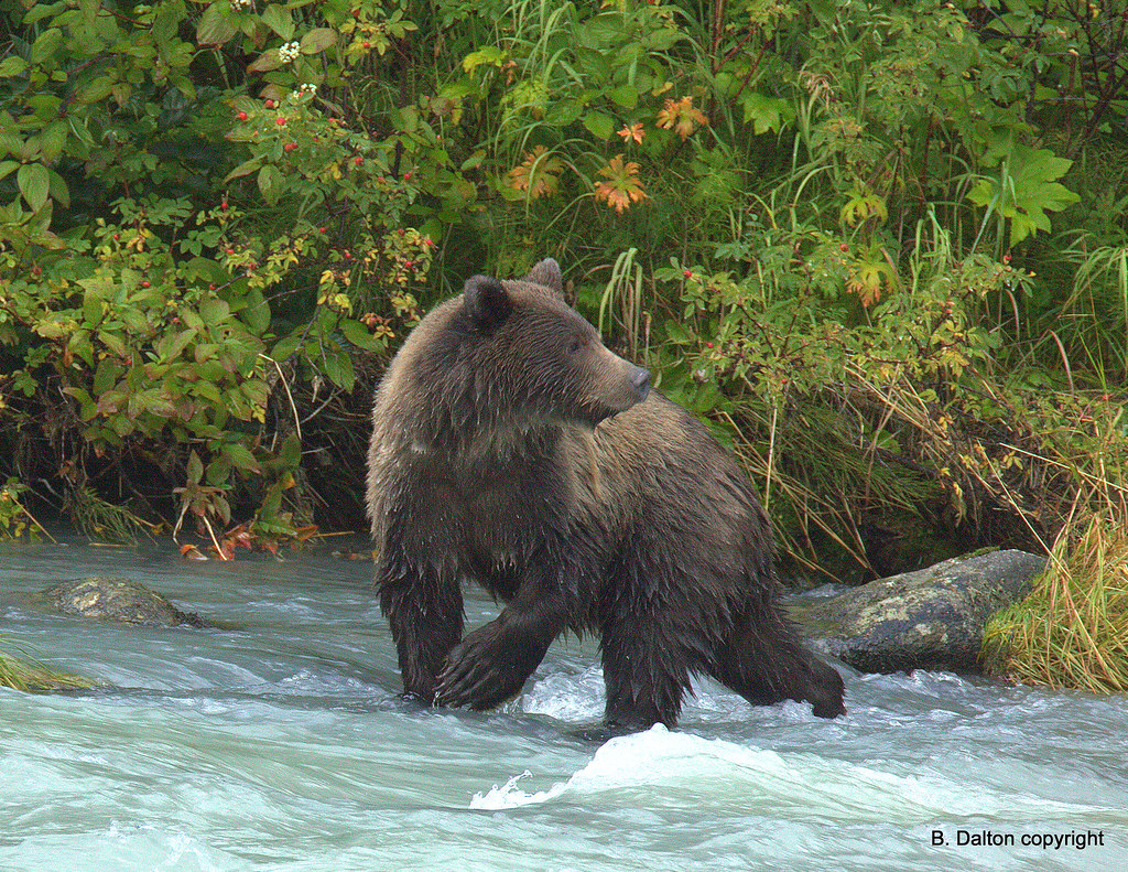 Grizzly Chasing Salmon by William  Dalton