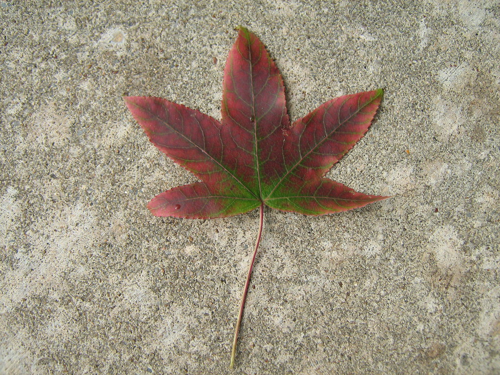 A fallen sweetgum leaf showing vivid red, burgundy, and green autumn color, a common fall-foliage tree in Gold Country towns