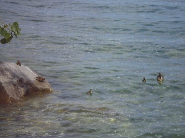 Ducks Jump into Lake Ontario Following Mom