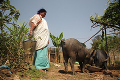 Sep/2009 - A woman feeds her pigs in Nagaland, India (photo credit: ILRI/Stevie Mann).