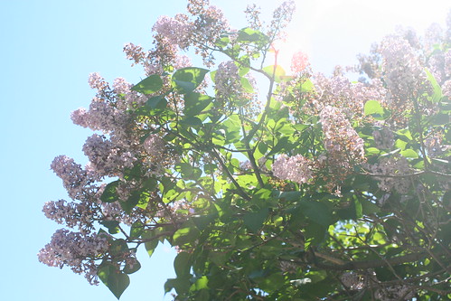 Lilacs on campus