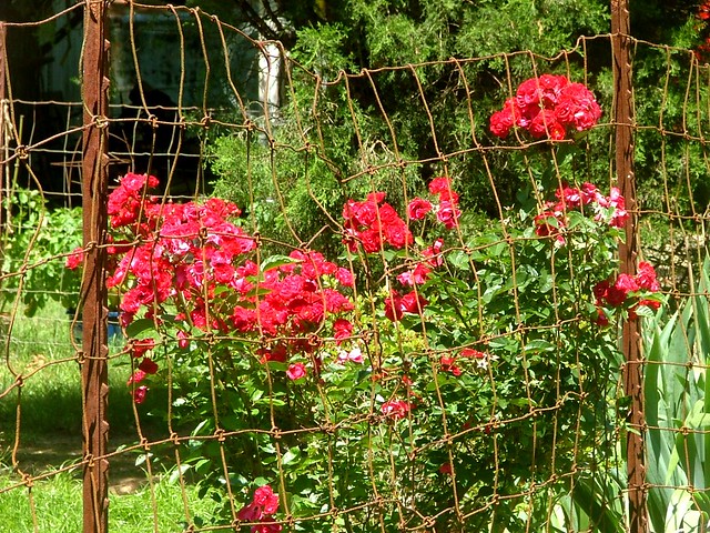 Color In The Country, Vibrant Red Running Roses, Rural Saline County AR