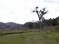 Pasture with an epiphyte covered tree remaining - Potrero con un árbol cubierto de epifitos; cerca de Pantin; camino de Salamá hacia Pantin via Finca Cachil, Baja Verapaz, Guatemala