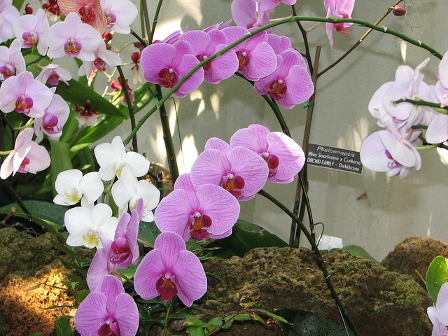 Botanic Garden Orchids