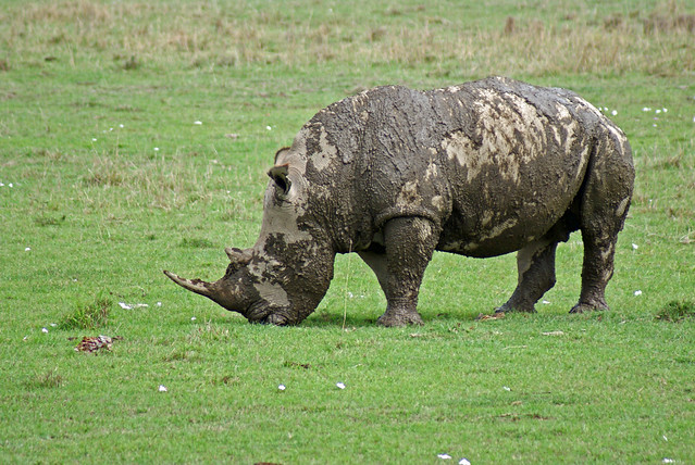 White Rhino (Ceratotherium simum)