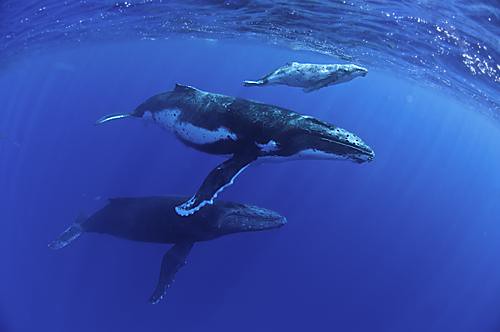 Three Humpbacks