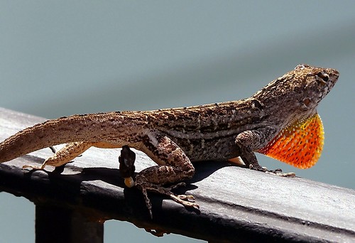 Lizard Load | by Charlie Carroll