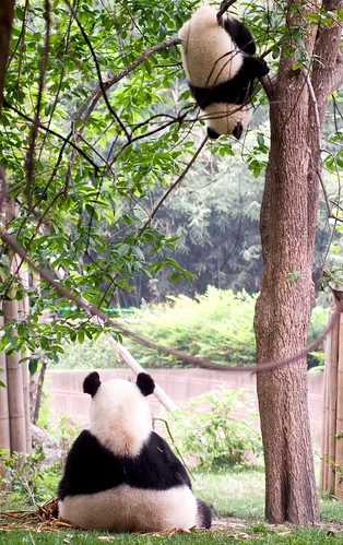 china tree cub panda views chengdu upside mygearandme