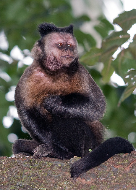 macaco-prego
