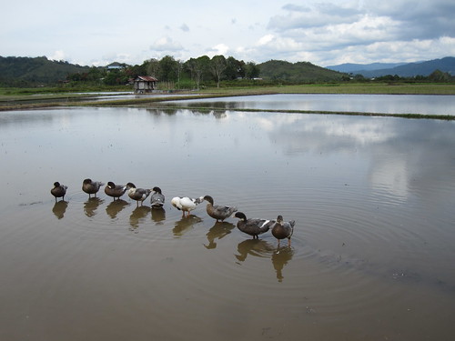 water up highlands call rice paddy ducks malaysia borneo roll refelction paddies lined bario kelabit