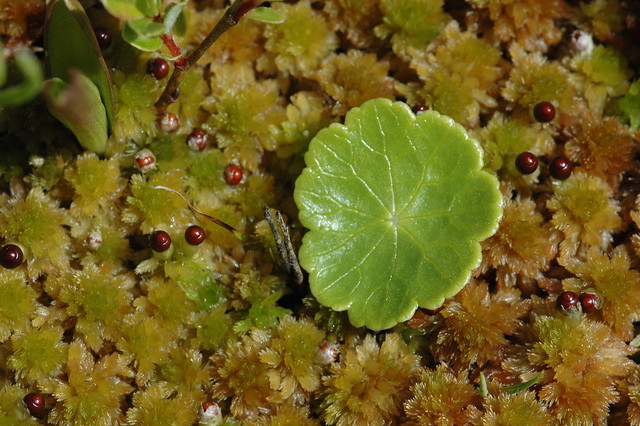 Hydrocotyle vulgaris (Marsh Pennywort / Gewone waternavel) 0641