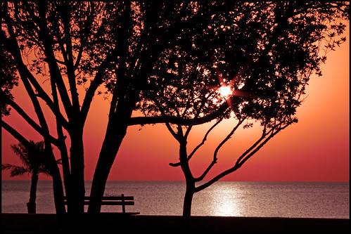 sea sun seascape tree love beach silhouette sunrise canon landscape eos xsi newday 450d alsultan mralsultan mohammedalsultan silhouetteaward