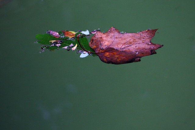 Fallingwater: Leaves in pool