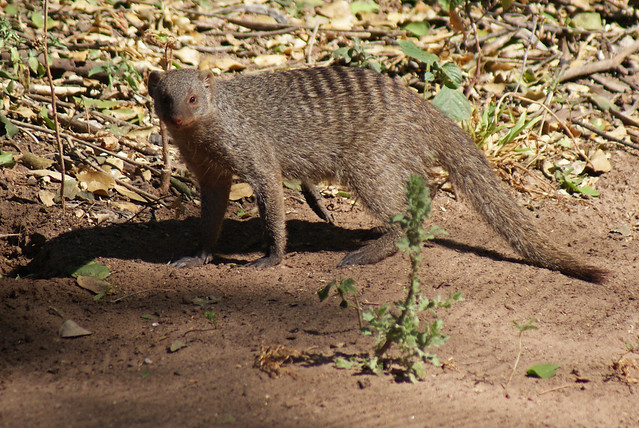 Banded Mongoose (Mungos mungo)