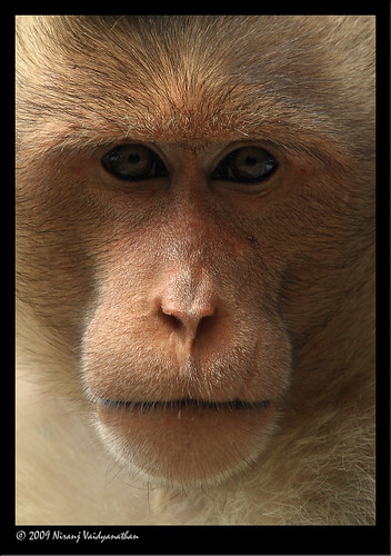 monkey bangalore macaque nandihills bonnetmacaque cercopithecidae canoneos1dmarkiii macacaradiata canonefextender14xii bangaloreoutskirts canonef100400mmf4556lusmis niranjvaidyanathan