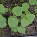 Adzuki bean seedlings - 3 weeks