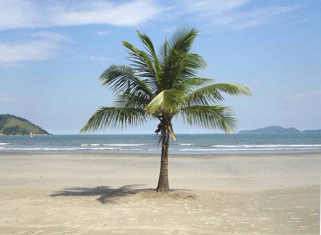 Baile do coqueiro 5 speed up. Coconut Tree Hill Шри Ланка. Coqueiro. Kelapa Beach. Coconut Tree with roots picture.
