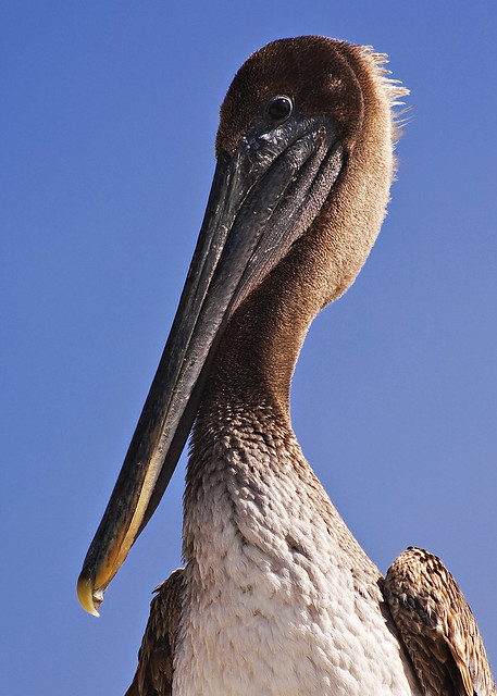 Redondo pelican