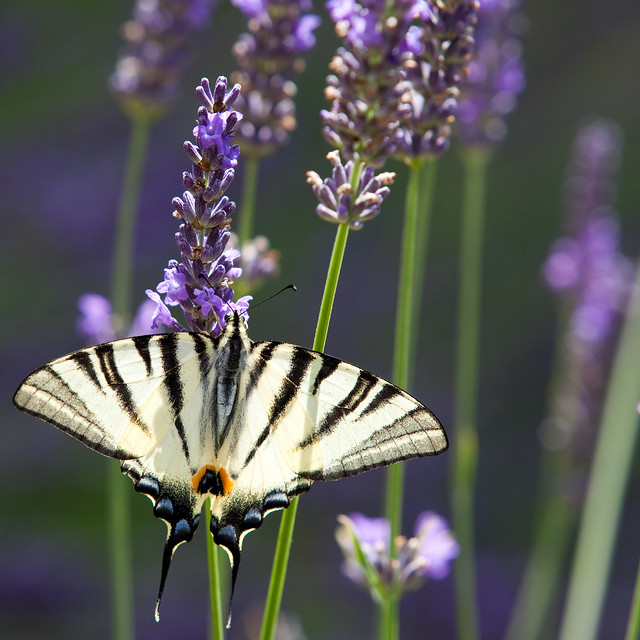White butterfly on lavender