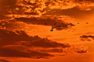 Geese Flying Into the Sunset