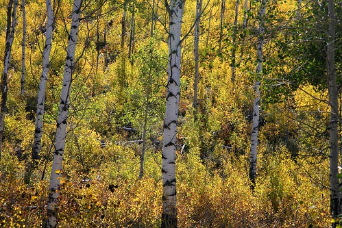 tree yellow scenery scenic wyoming aspen