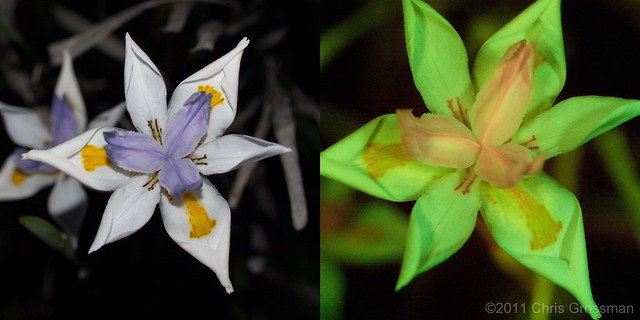 Flower Fluorescence - E-520 - 50mm - Nightsea