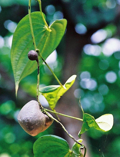Dioscorea bulbifera L. (DIOSCOREACEAE)