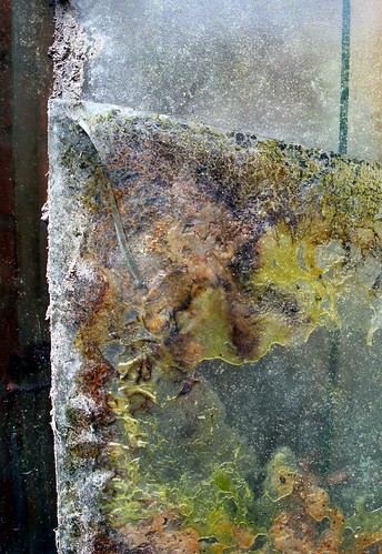 Algae on glass | by scrappy annie
