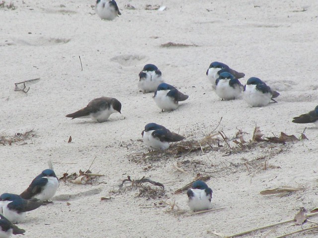 Tree Swallows- Sandy Point, Plum Island, MA