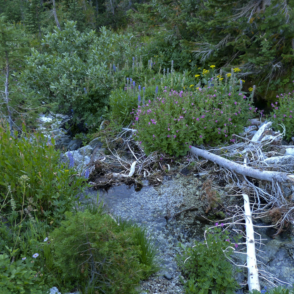 Frazier Pass Trail