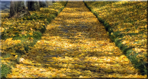 Solid Gold Path Path of Gold | I've been viewing enviously the colorful fall… | Flickr