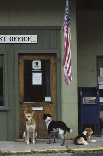 Dogs waiting outside Post Office