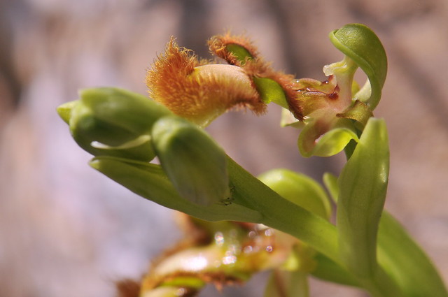 Ophrys speculum Link / Espejo de Venus ( hipocromática)
