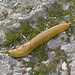 Flickr photo 'Banana Slug 1' by: RangerRich1961.