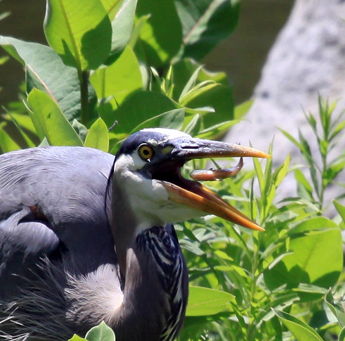 Great Blue Heron and fish