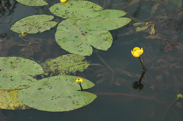 Nuphar lutea (Yellow Water-lily / Gele plomp) 0865