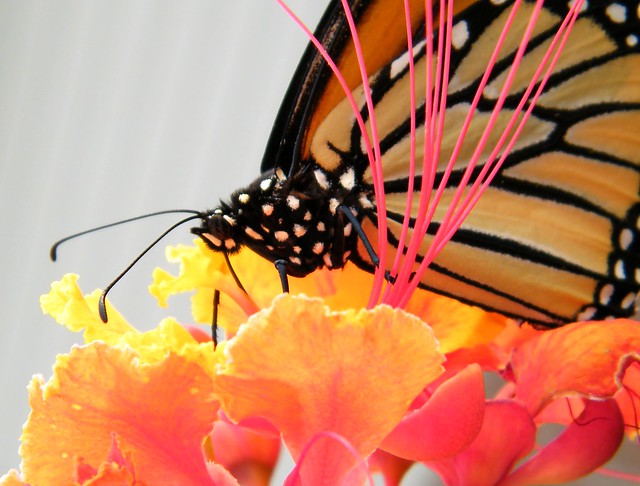 Amazing Monarch butterfly
