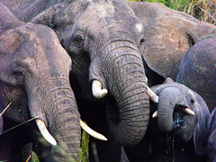 Africa Safari Sample Elephant by Shawn Woods