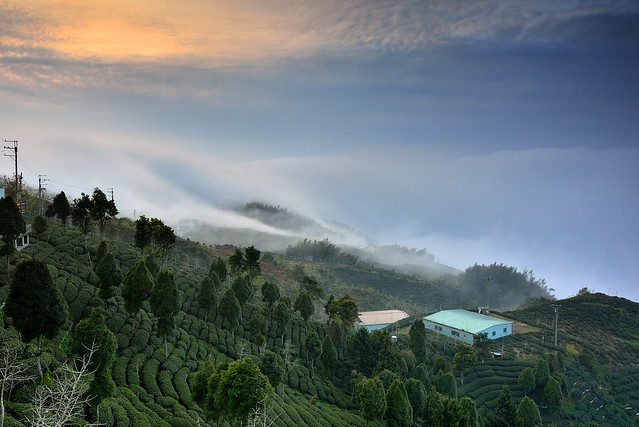 Tea field  at Mt. Dalun大崙山茶園