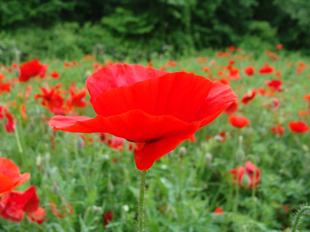 Red poppy flower, side view | A poppy flower, I&#39;d say red, g… | Flickr