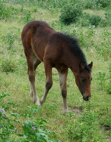 Greenhithe Horses #2 | Update on this years foals in Greenhi ...