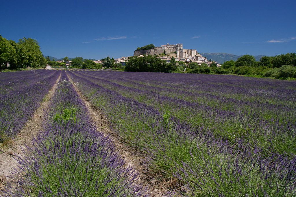 Provence purple by Johan_Leiden